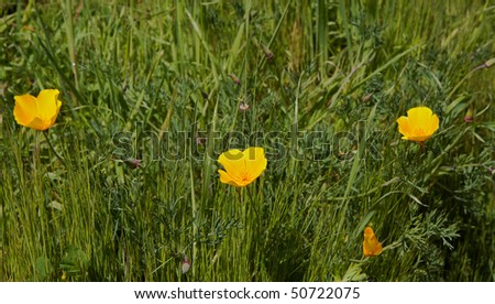 Three Yellow poppies in a green grass field