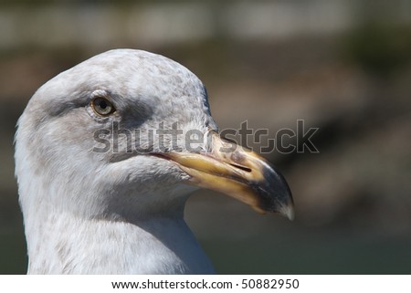 Close up of an seagull who seemed very unhappy that I was so close to take this picture