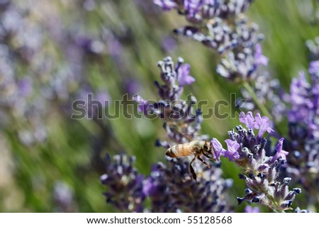 Flying bee at Lavender flowers with very soft background
