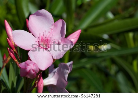 Bunch of pink flowers with server budding flowers agains a soft green background