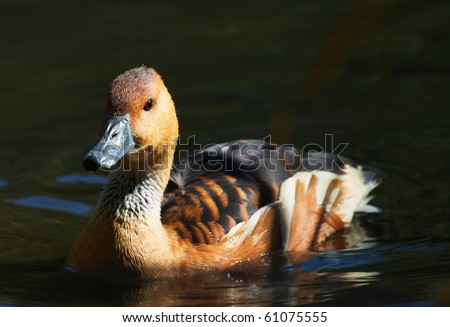 Sun lit brown duck on deep green water pond