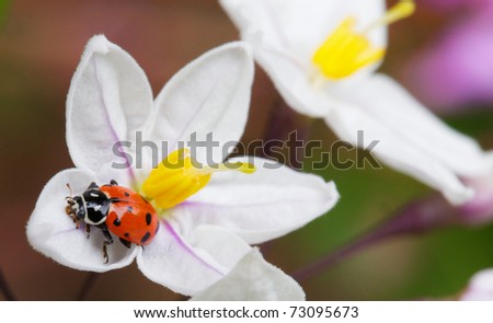 Macro of red lady bug on a white petaled potato vind flower with yellow stamen