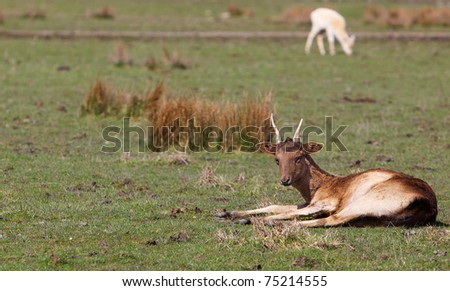 Young brown short horned deer  laying in field with even younger soft focus doe in background