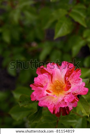 Red and pink speckled Rose with yellow center with soft focus dark green leaf background