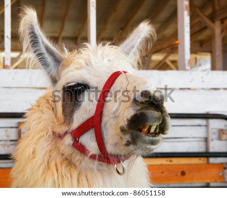 Image of a Llama head facing camera with stained crooked teeth