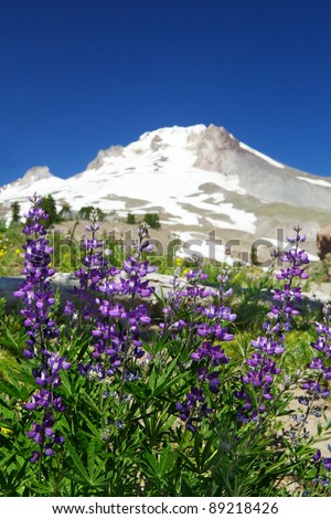 Set of violet lupine flowers with soft focus snow covered mountain and blue sky in background