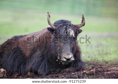 Shallow focus image of a dirty brown and black yak with soft focus green grass in background