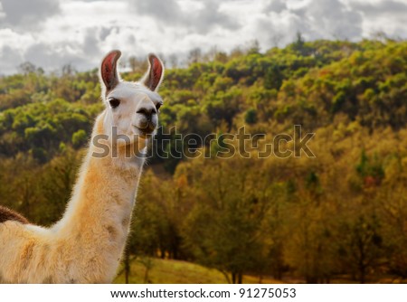 Llama Colors