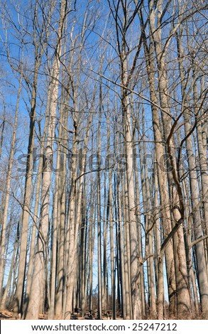 Tall, bare, straight trees in the winter with a picnic area.