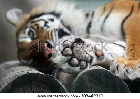 Amur tiger put his paw on vacation