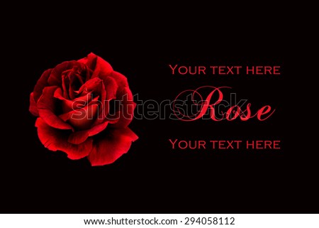 One Red Rose black background.