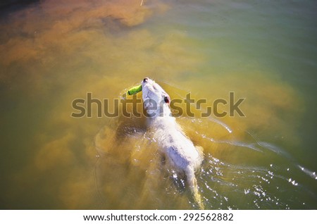 Dog fetching toy in water
