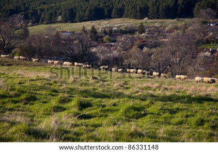 Flock of sheep grazing on green meadow at countryside