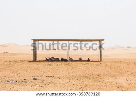 Animals in the middle of a desert sitting under the shadow