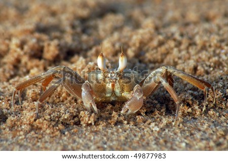 Brown crab on beach