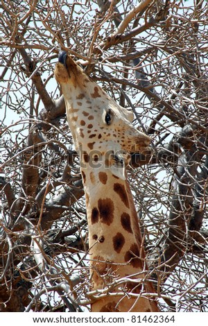 Vertical of head and neck of a desert giraffe eating from a tree with it\'s tongue in Niger