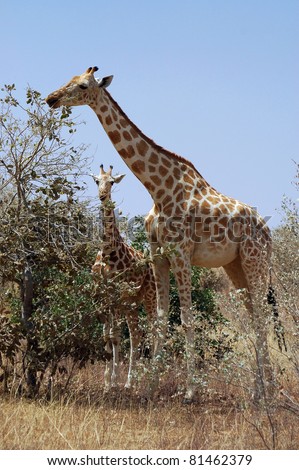 Baby Giraffe Eating