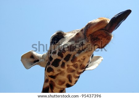 A close up of a giraffe poking its tongue out