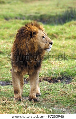 A male lion standing and looking to the right