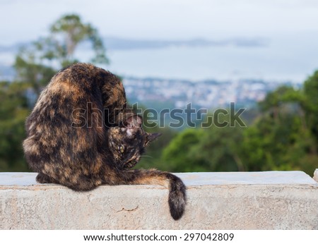 cat with tree field and blue sky in the viewpoint sea background at phuket thailand.