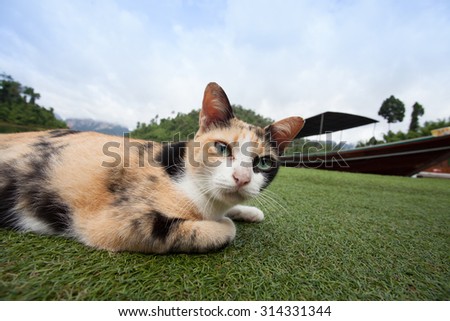 Curious and funny cat on a mountain and lake background, watching cat close up, Cat portrait close up, cat in lake background,cat head.