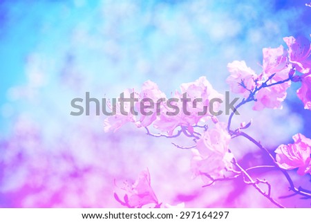 The blurry blossom in color pastel style use for background or wallpaper is abstract style in pink and blue color