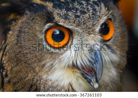 Close up face of European eagle owl, Big orange eyes and Strong beak.