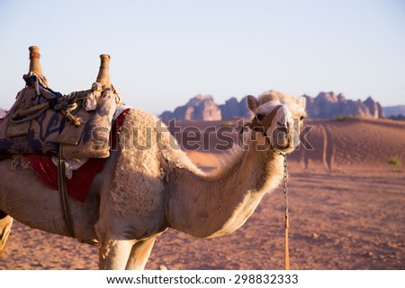 JORDAN - A camel of a bedouin camp in the desert of Wadi Rum on June 17, 2015.