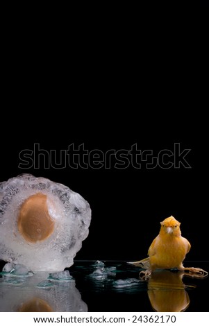 Canary and a frozen egg