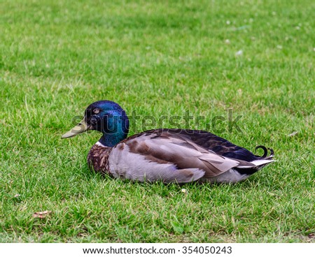 Handsome wild duck resting on the green lawn near an artificial pond in one of the parks of Copenhagen, Denmark