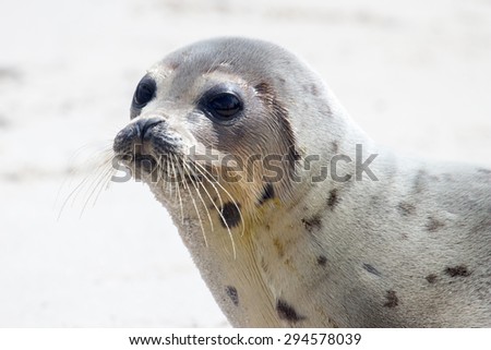 Harp seal (juvenile)