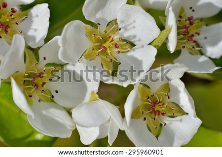 Flowers of fruit pear. Flowers of fruit pear in macro lens. Spring flowers,