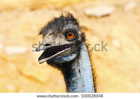 Closeup of an emu with bright orange eyes.