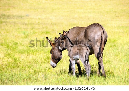 A mother and baby burro in a green field in Custer State Park South Dakota.