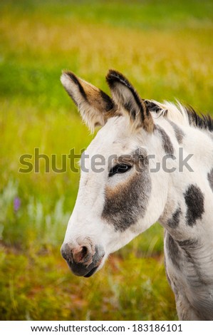 A spotted Wild Burro at Custer State Park, South Dakota