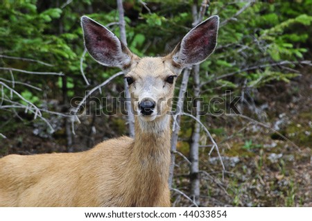 A Mule Deer doe stands ready to flee at the first sign of movement