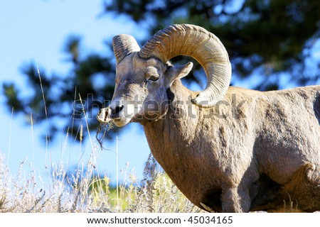 A portrait of a male big horn sheep