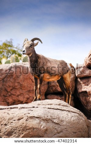 A female, ewe, desert big horn sheep