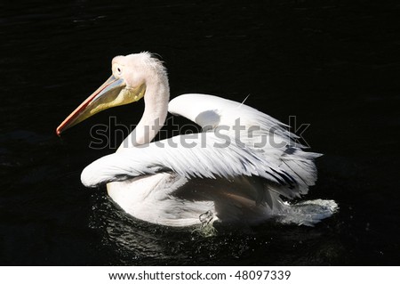 A pink backed pelican swimming and shaking water off his back