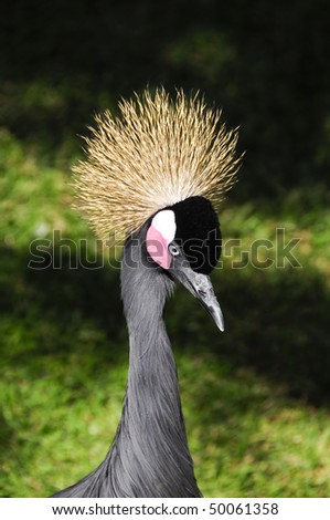 Side view of a african crowned crane