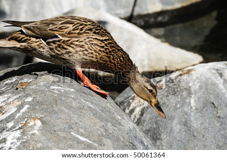 A female mallard duck sliding down a rock