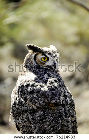 Closeup of a Great Horned Owl with beak open