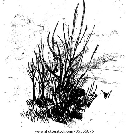 bush plant drawing. stock vector : ush drawing