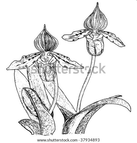 Black And White Orchid Pictures. stock vector : orchid black