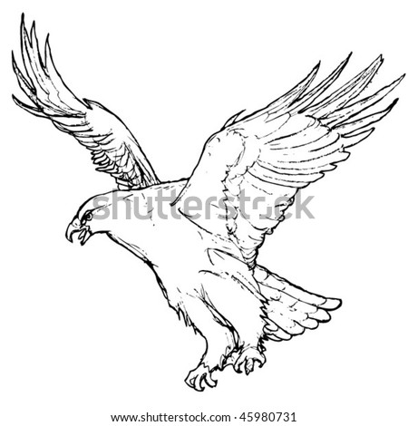 Eagle Wings Drawing on Eagle Drawing Stock Vector 45980731   Shutterstock