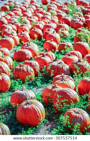Colorful orange pumpkins in a pumpkin patch ready for Halloween.