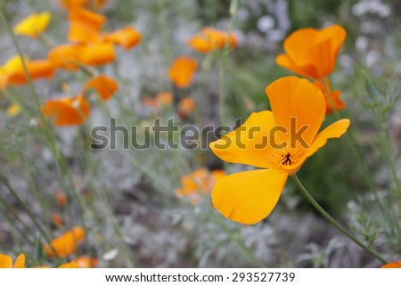 Orange poppy on a out-of focus background of more poppies