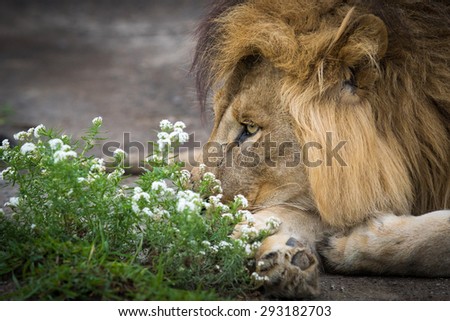 lion in the flowers