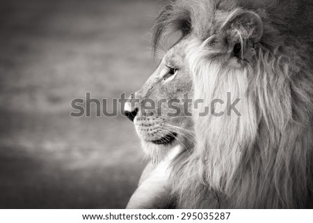 black and white lion portrait in profile