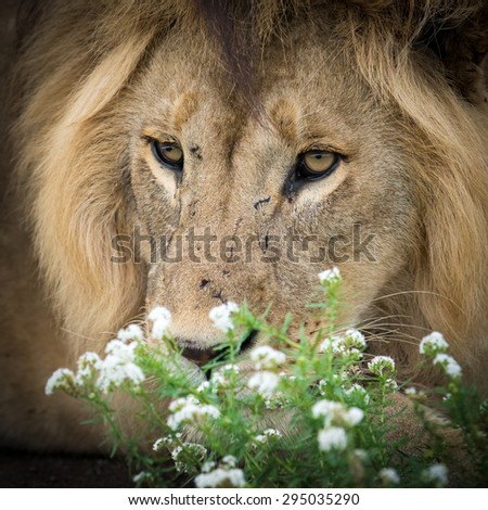 lion portrait in flowers